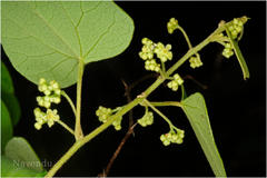 Cissampelos pareira var. hirsuta